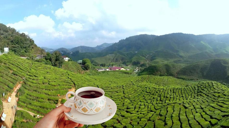 17 Cool Places to Visit in Cameron Highlands, Malaysia